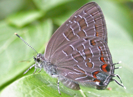 Striped Hairstreak